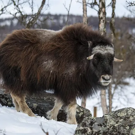 Langedrag Naturpark مزرعة للإقامة Tunhovd