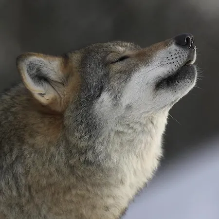 مزرعة للإقامة Langedrag Naturpark