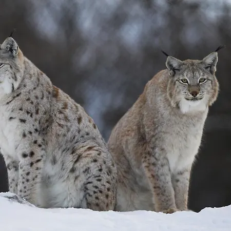 Langedrag Naturpark مزرعة للإقامة Tunhovd