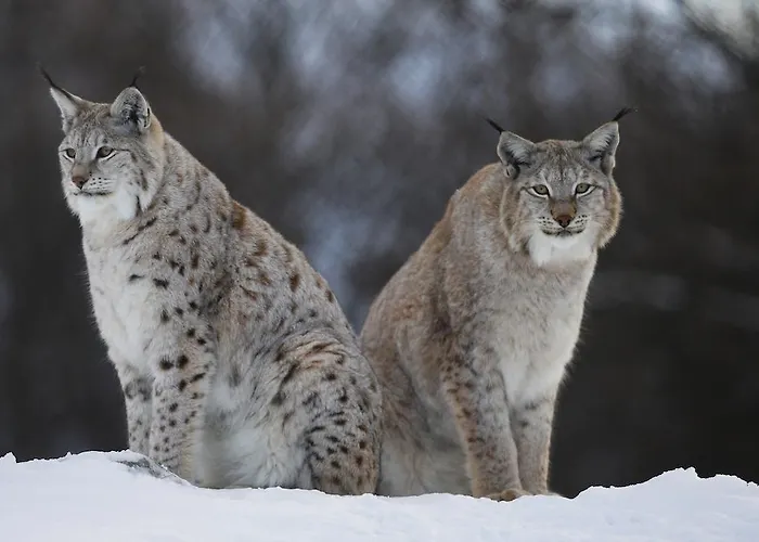 Langedrag Naturpark Feriegårder Tunhovd